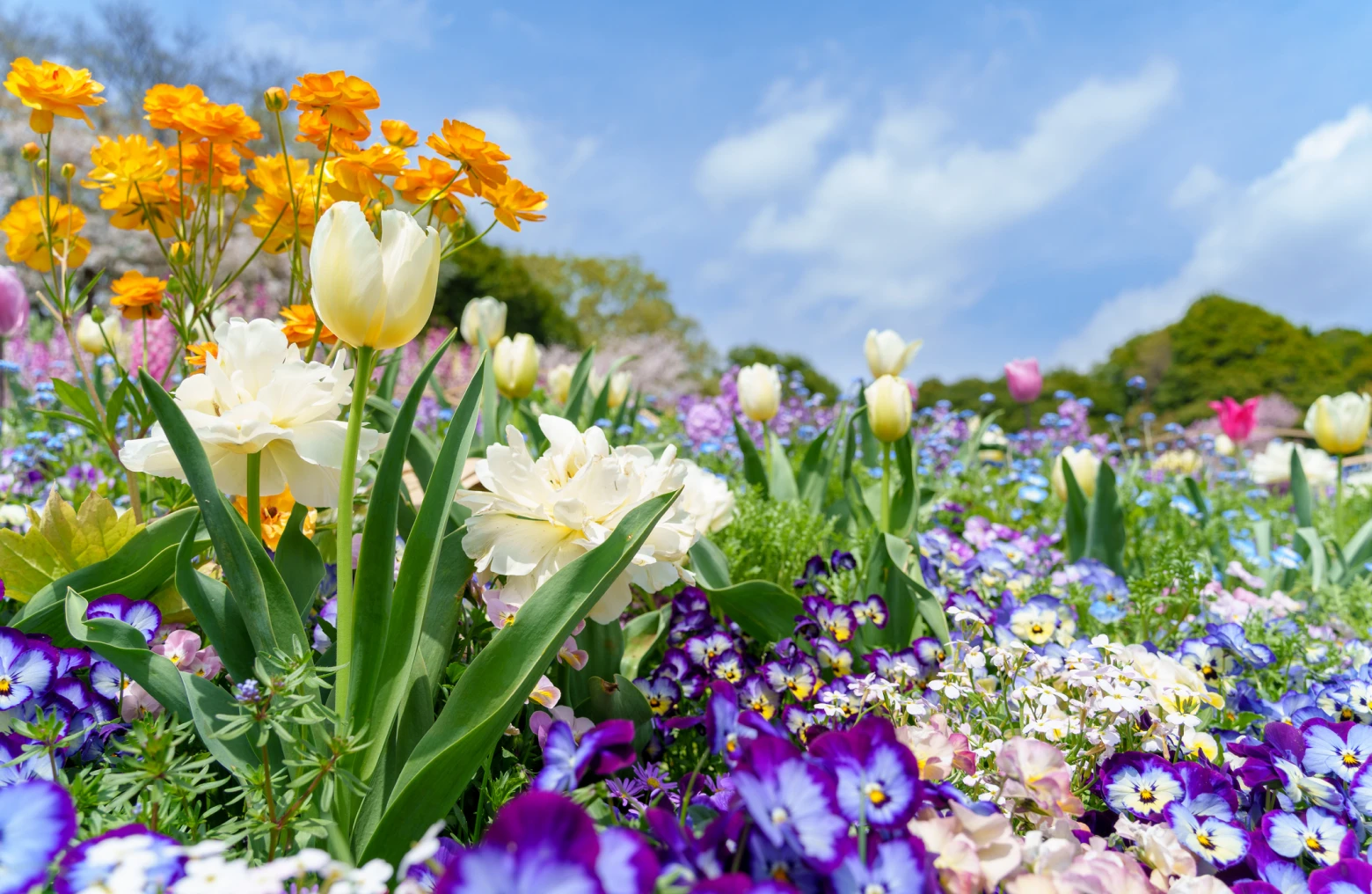 Vibrant flowers under clear blue sky